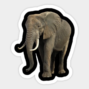 Elephant in Kenya / Africa Sticker
